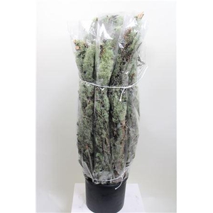 MOOS FLECHTENZWEIGE 100 CM