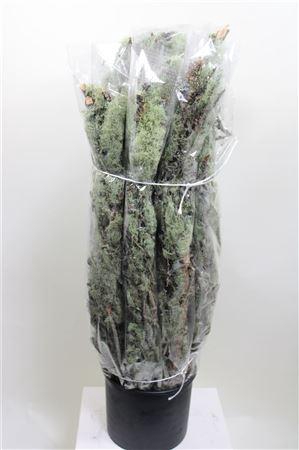 <h4>MOOS FLECHTENZWEIGE 100 CM</h4>