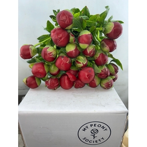 Paeonia Henry Bockstoce