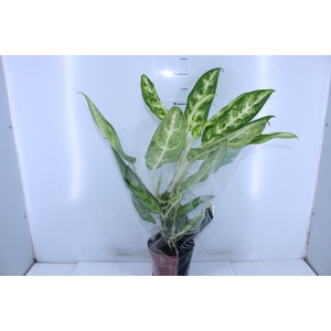 AGLAONEMA P17