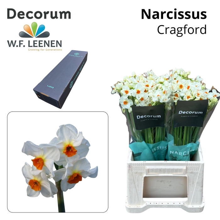 <h4>Narcissus Cragford Large Box 300</h4>