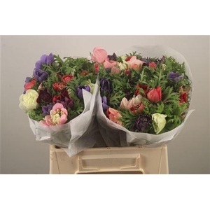 Anemone Levante Mixed In Bunch