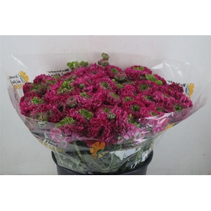 Ran Ponpon Sup Magic