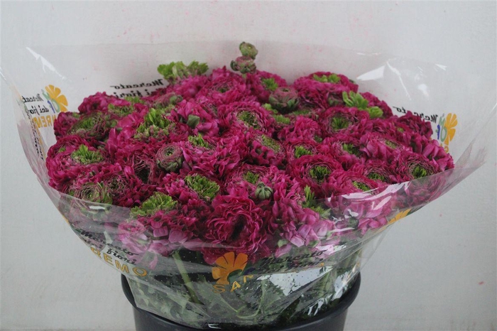 <h4>Ran Ponpon Sup Magic</h4>