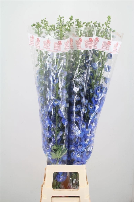 Delph Du Aurora Blue