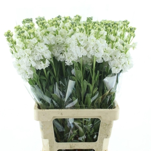 Matth Incana Iron White Extra