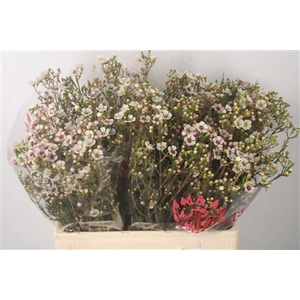 Chamelaucium Janelle