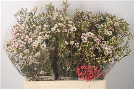 <h4>Chamelaucium Janelle</h4>
