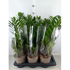 Zamioculcas zamiifolia