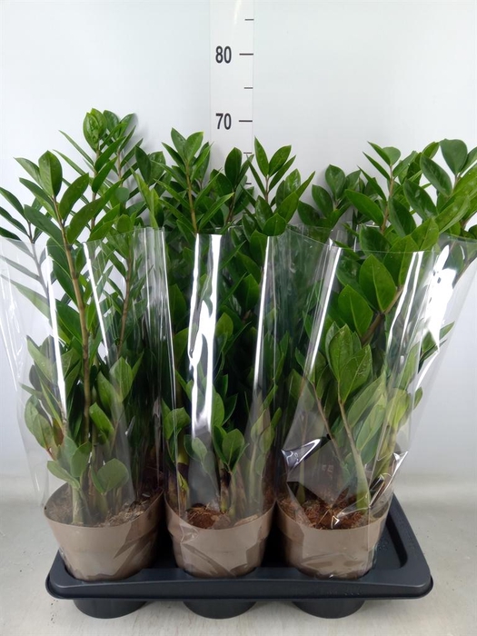 <h4>Zamioculcas zamiifolia</h4>