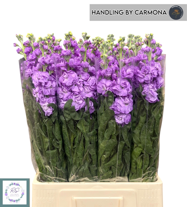 <h4>MATTH IRON BLUE</h4>