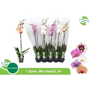 PHAL GEM