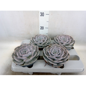 Echeveria  'Pollux'