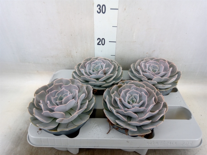 <h4>Echeveria  'Pollux'</h4>