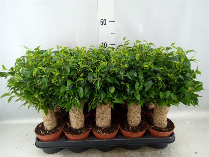 <h4>Ficus benja. 'Natasja'</h4>