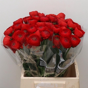 Ran Su Tango Red Extra (fr)