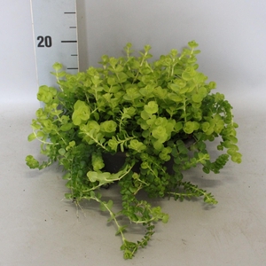 Lysemachia nummularia schaal 23cm