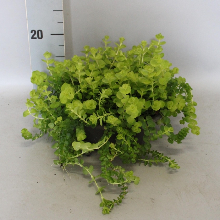 <h4>Lysemachia nummularia schaal 23cm</h4>