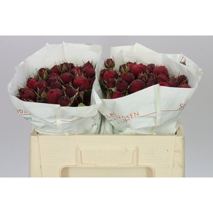 Rosa Tr Freiland Red Piano