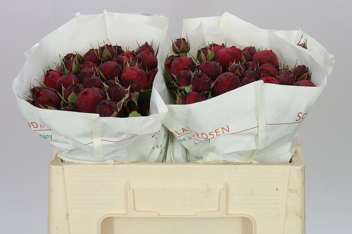 <h4>Rosa Tr Freiland Red Piano</h4>