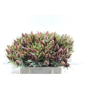 Kaaps Plumosum Spray