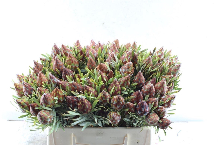 <h4>Kaaps Plumosum Spray</h4>