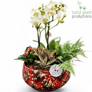 PH092 Sophia Small Red Phalaenopsis