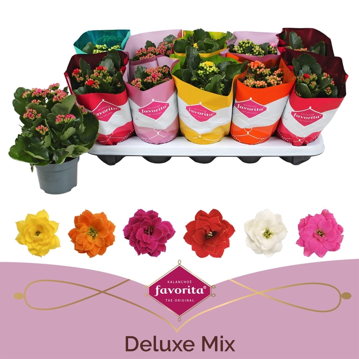 <h4>Kalanchoe blos. 'Perfecta'  ..mix 5</h4>