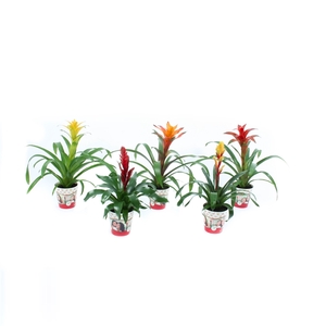 Bromelia mix in Mom Cover Rood