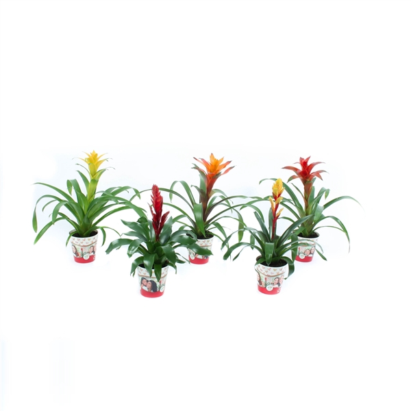 <h4>Bromelia mix in Mom Cover Rood</h4>