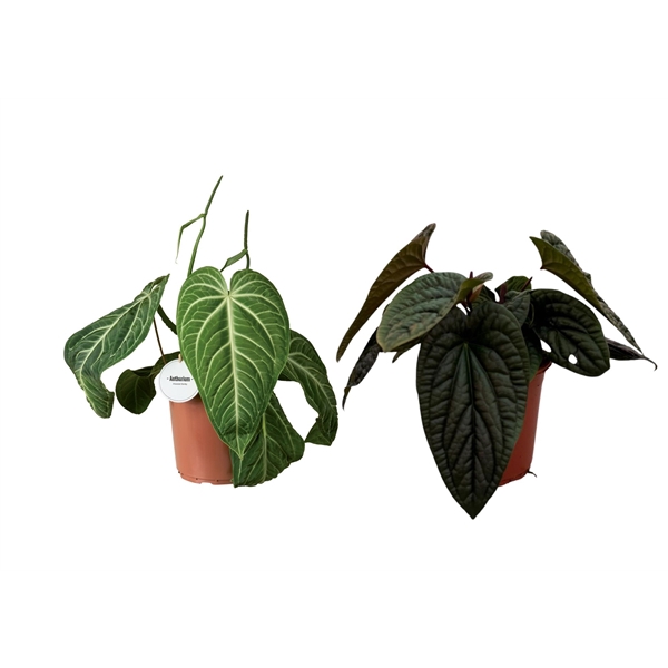 <h4>Anthurium Mix Special</h4>