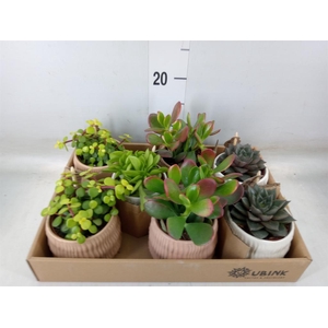 Succulents   ...