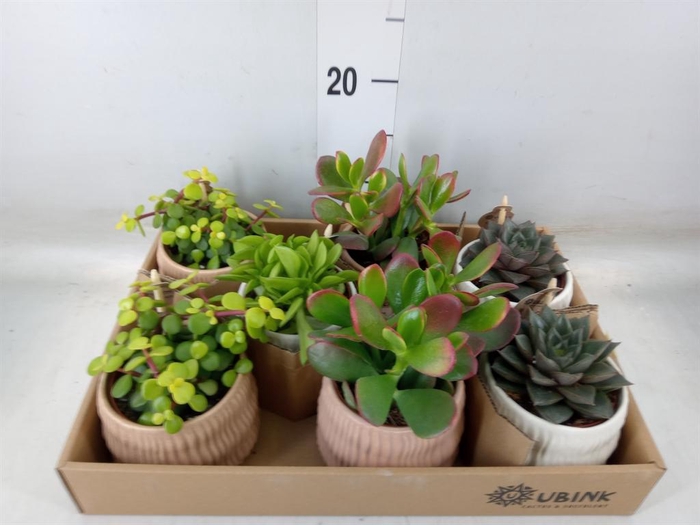 <h4>Succulents   ...</h4>