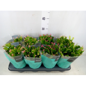 Schlumbergera   ...mix 4