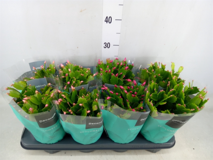 <h4>Schlumbergera   ...mix 4</h4>