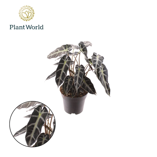 <h4>Alocasia Bambino Arrow</h4>