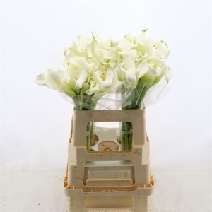 Calla Whitehorse | Dubbelbloemig
