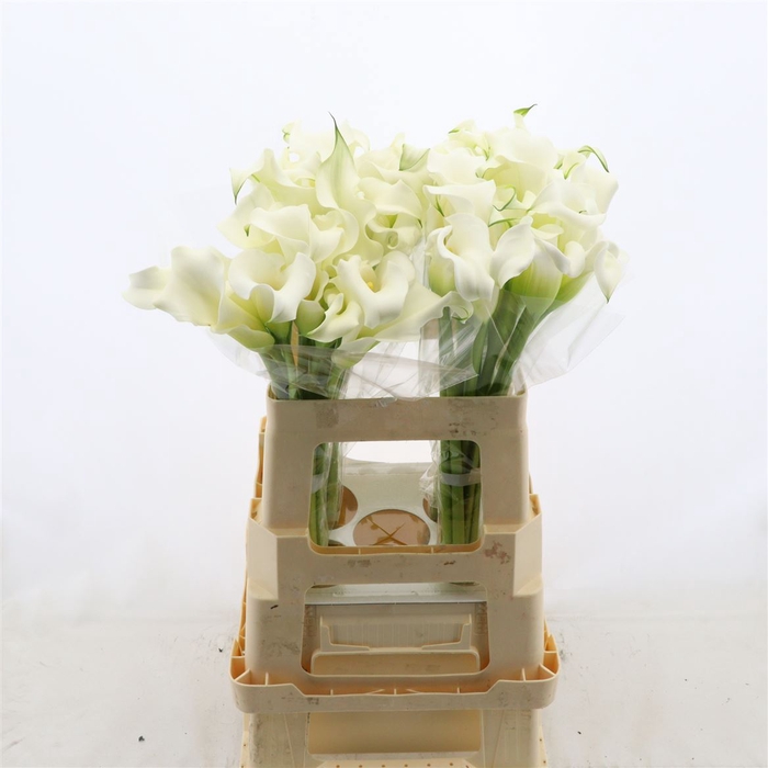 <h4>Calla Whitehorse | Dubbelbloemig</h4>