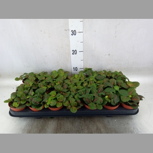 Fittonia   ...