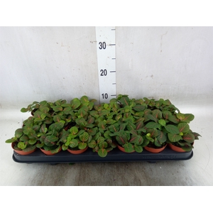 Fittonia   ...