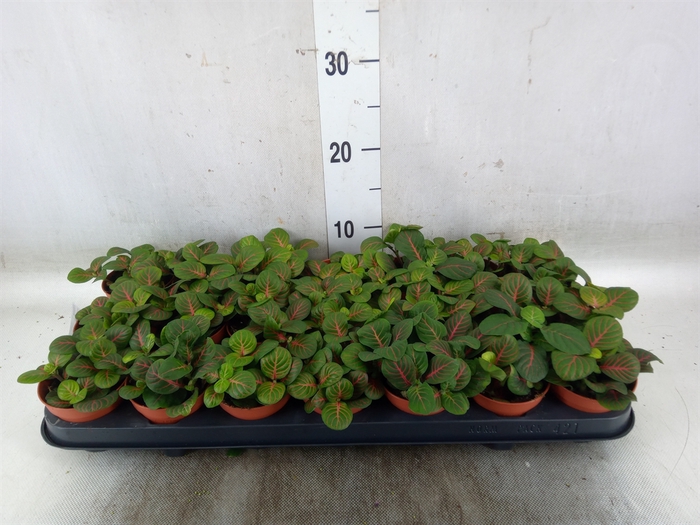 <h4>Fittonia   ...</h4>
