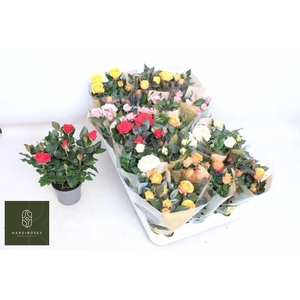 RO KORDAN GRANDE GEM