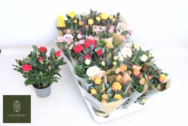 <h4>RO KORDAN GRANDE GEM</h4>