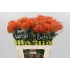 Nutans Ayoba Mandarin Zest