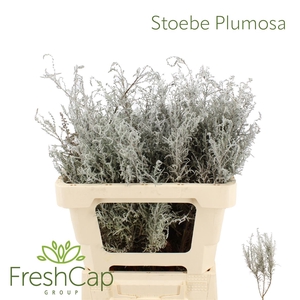 Stoebe Plumosa