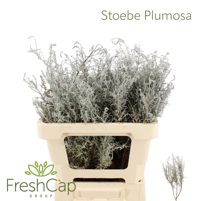 <h4>Stoebe Plumosa</h4>