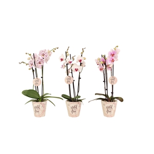 Wild & Free Cover Phal Wild & Free Mix 3T16+
