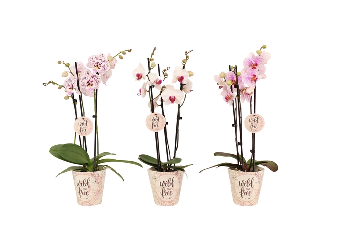 <h4>Wild & Free Cover Phal Wild & Free Mix 3T16+</h4>