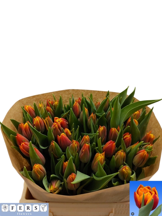 <h4>Tu Du Atlas</h4>