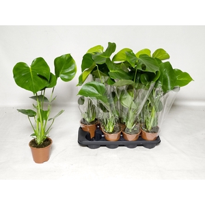 MONSTERA DELICIOSA